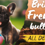 French Bulldog Brindle